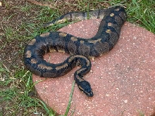 2005 Hatchling