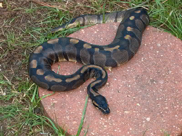 2005 Hatchling