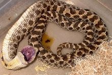 Western Hognose