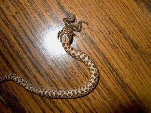 Hognose eats frog