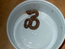 Hognose eats Rosy Red Minnow