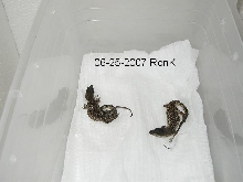 1st two hatchlings