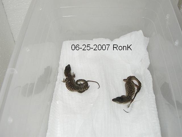 1st two hatchlings