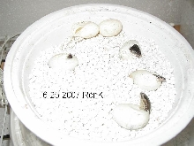 4 hatching