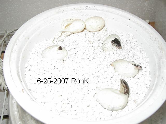 4 hatching
