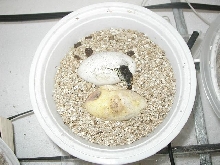 Argus Hatching
