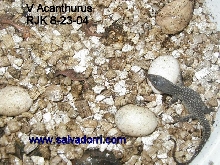 Ackie Hatchling 8-23