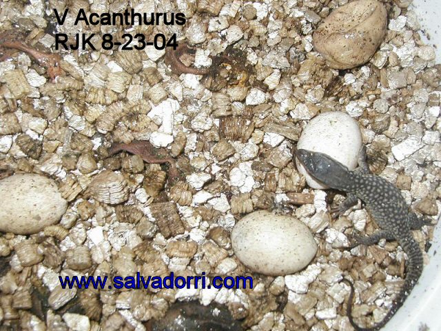 Ackie Hatchling 8-23
