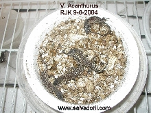 Newest Hatchlings