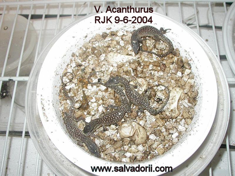 Newest Hatchlings