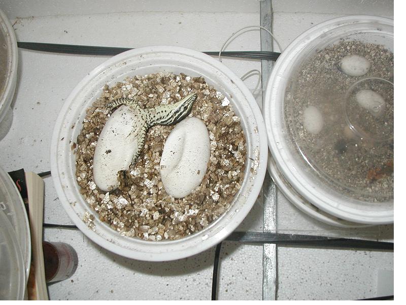 argus hatchling
