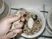 2 baby argus