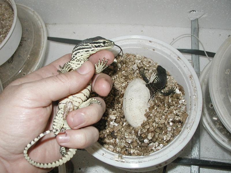 2 baby argus
