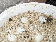 Timors Hatching