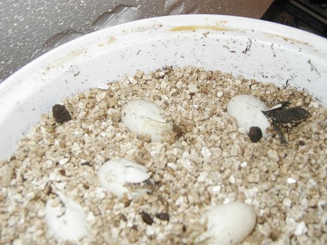 Timors Hatching