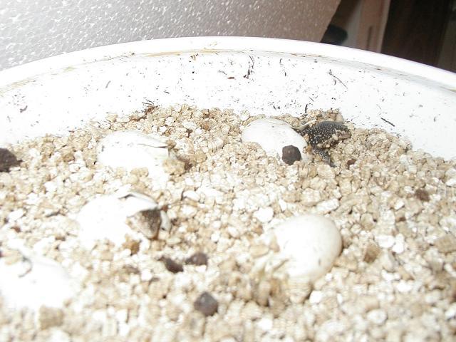 Timor Hatch