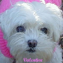 Miss and Love You, Valentine