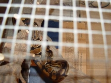 Ball Python