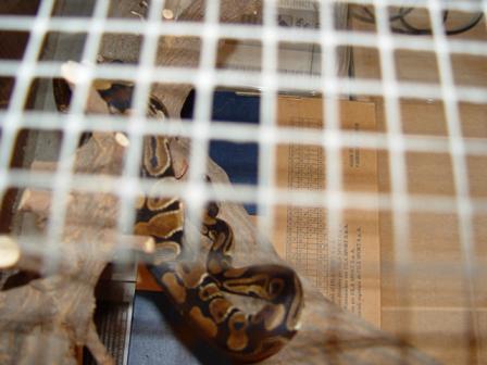 Ball Python