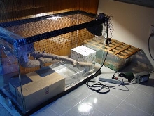 My Ball's CAge