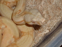 male alino