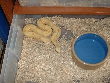 Male sharp