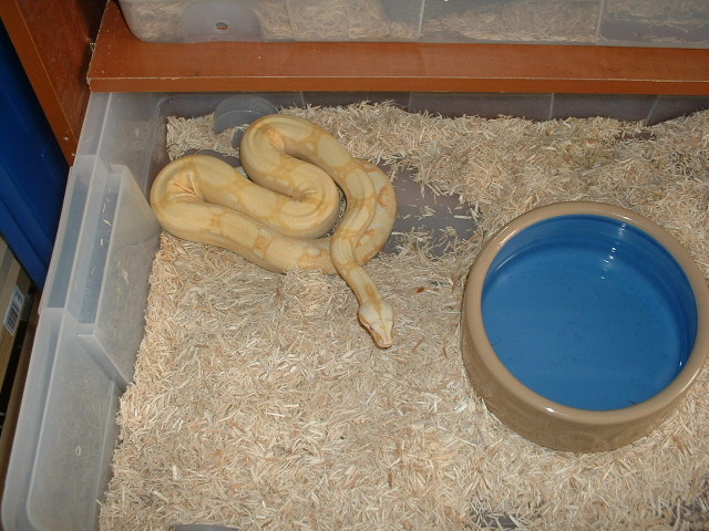 Male sharp