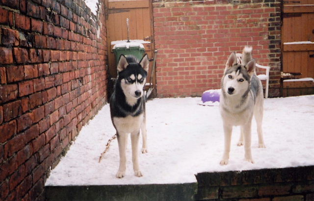 Huskies
