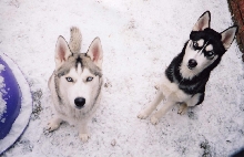 Wolfy n Howler