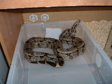 b.c.amarali