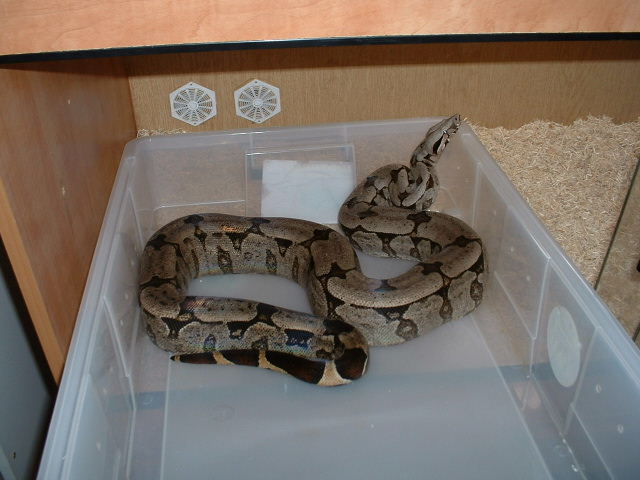 b.c.amarali