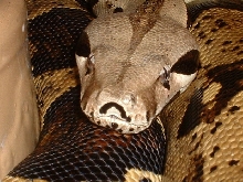 adult female het