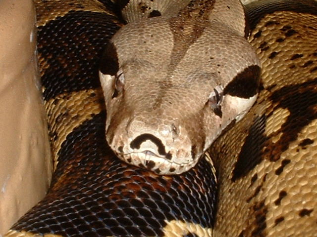 adult female het