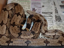 Male Bolivian