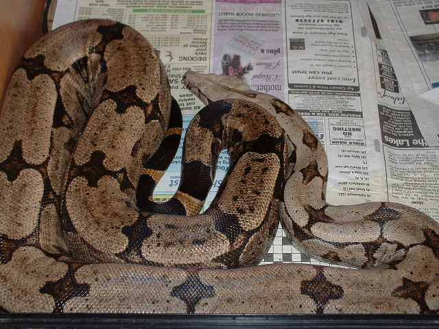 Male Bolivian