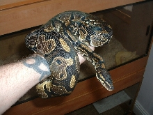 male het pied