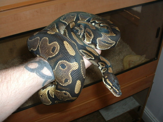 male het pied