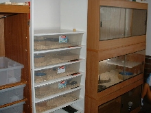snake room