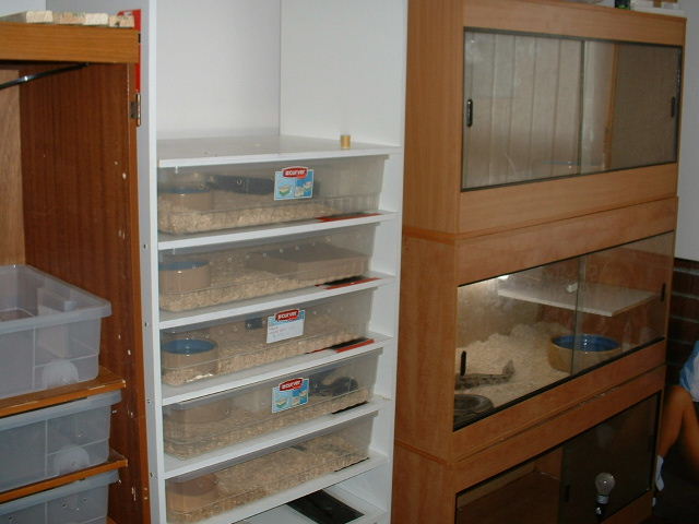 snake room