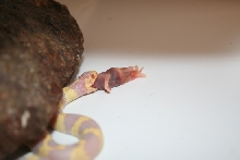 ACK eating 2