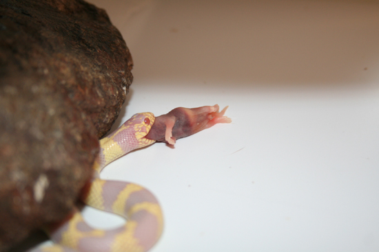 ACK eating 2