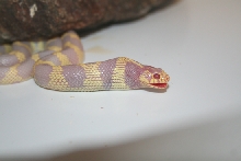 ACK eating 5