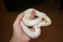 Cal King Albino Female 3yr old