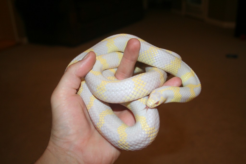 Cal King Albino Female 3yr old
