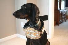 Forrest Belt