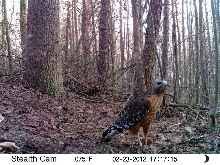 Hawk