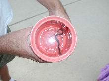 Water Snake?
