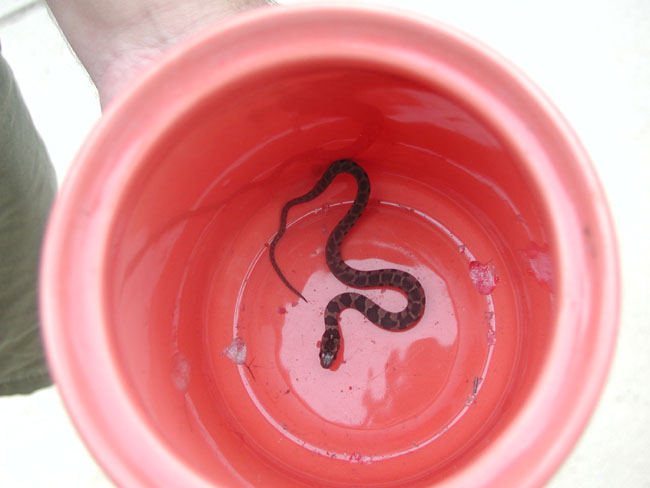 Water Snake 2?