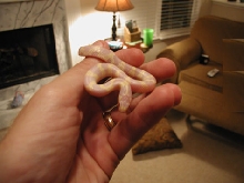 New Albino Cal 3
