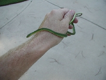 Rough Green N. GA